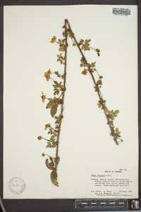 Rubus trivialis image