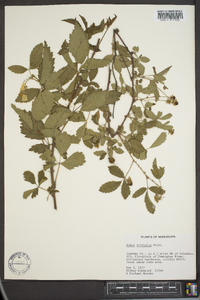 Rubus trivialis image