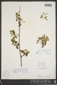 Rubus trivialis image