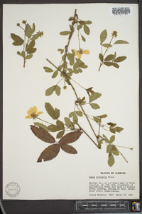 Rubus trivialis image