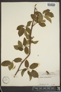 Rubus trivialis image