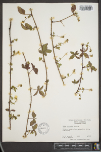 Rubus trivialis image