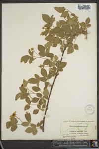 Rubus kentuckiensis image