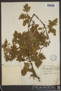 Rubus laciniatus image