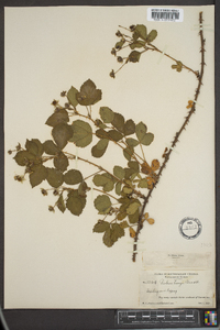 Rubus longii image