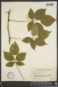 Rubus montensis image