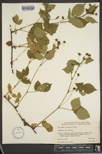 Rubus montensis image