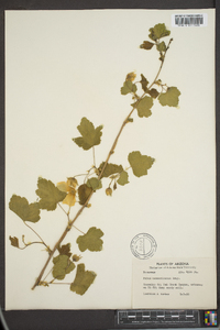 Rubus neo-mexicanus image