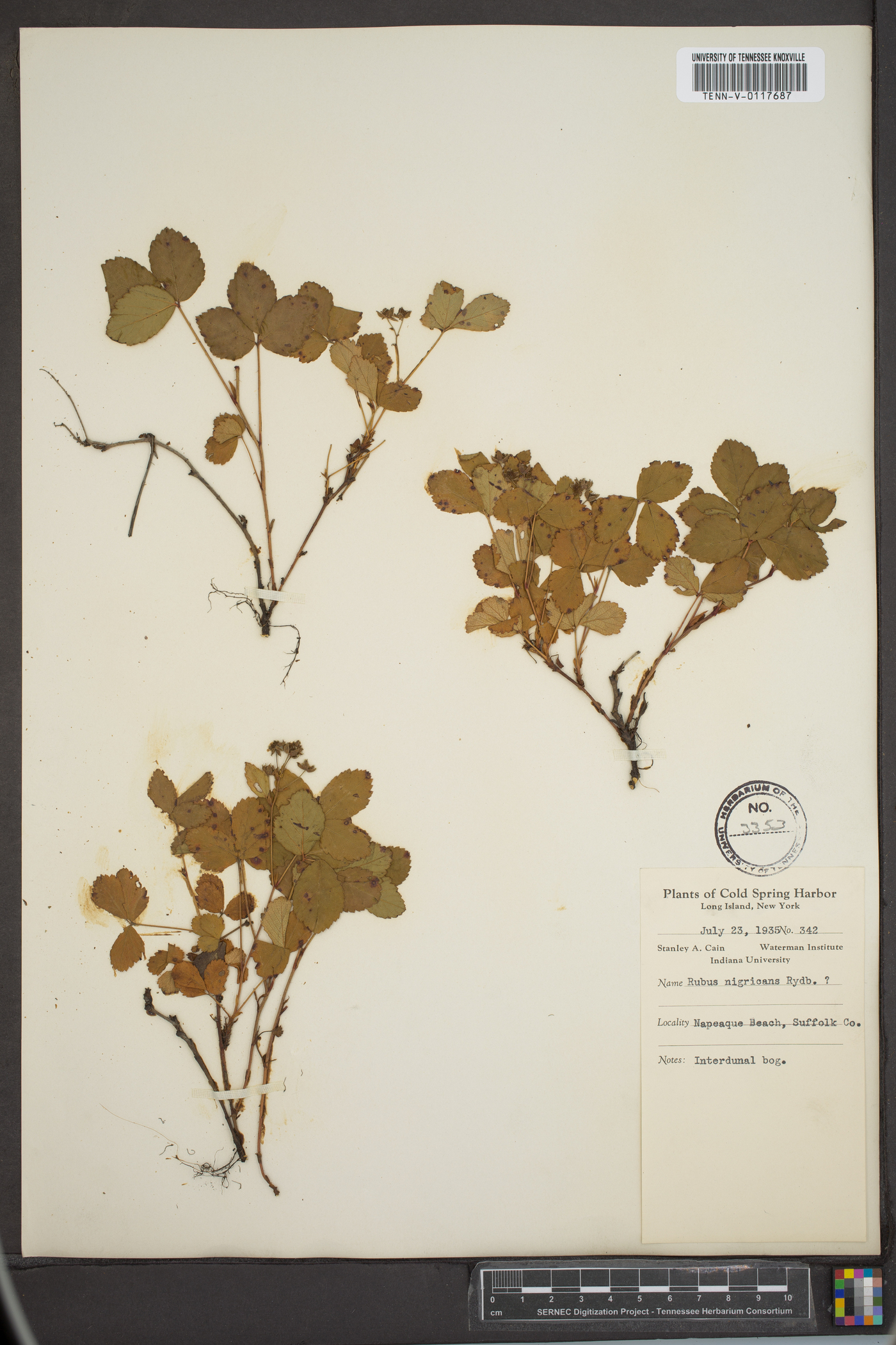 Rubus nigricans image