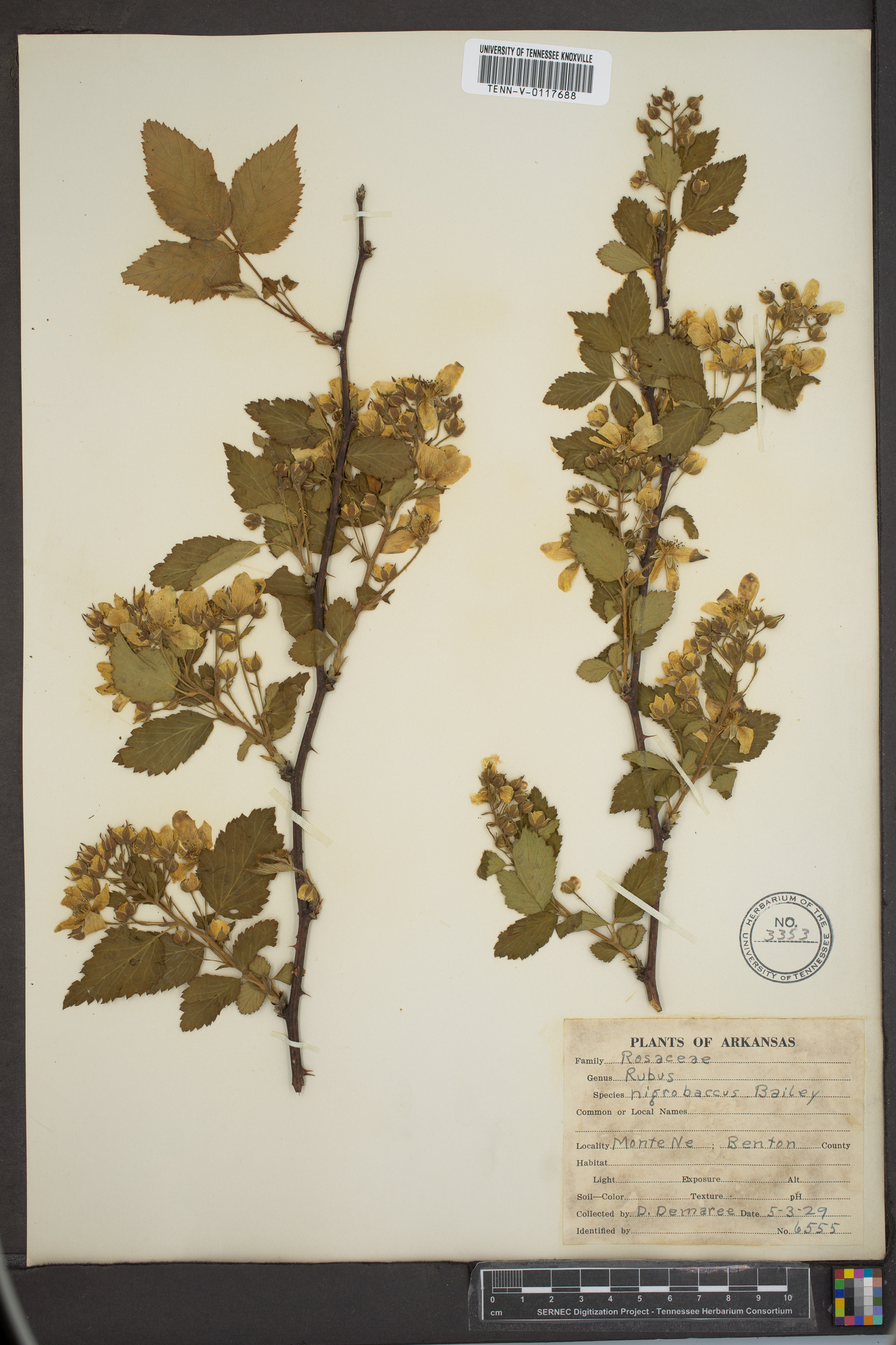 Rubus nigricans image