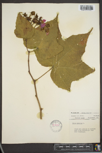 Rubus odoratus image