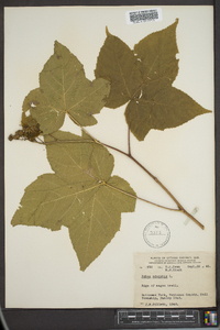 Rubus odoratus image