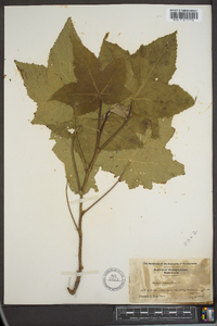 Rubus odoratus image