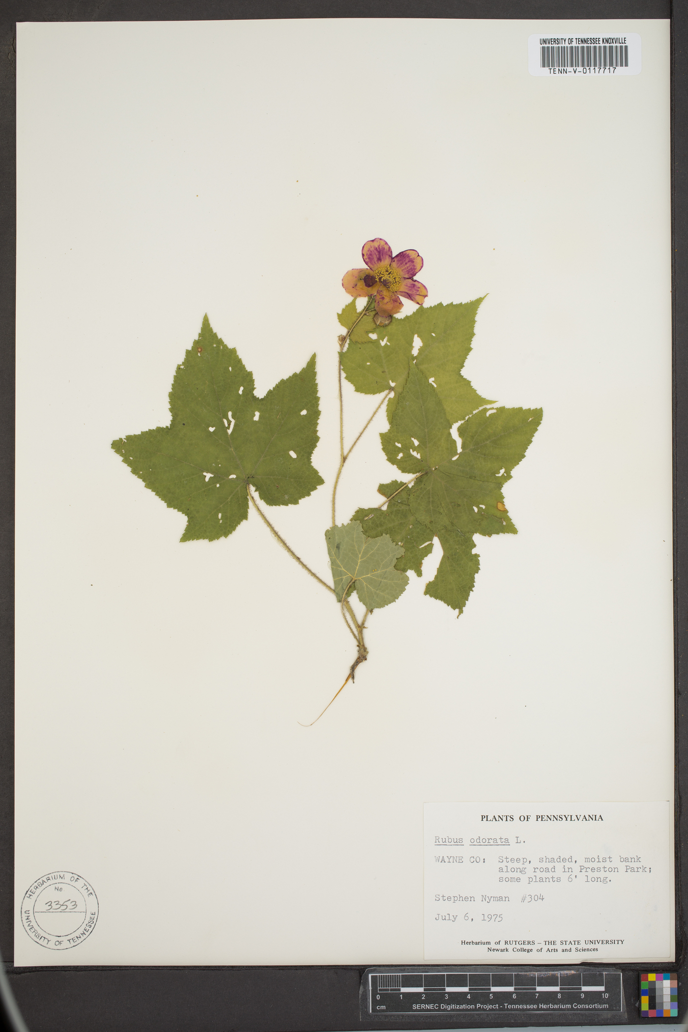 Rubus odoratus image