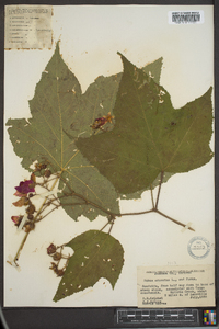 Rubus odoratus image