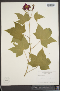 Rubus odoratus image