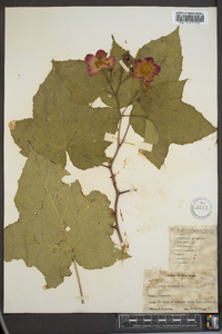 Rubus odoratus image