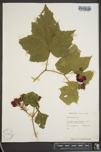 Rubus odoratus image