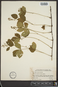 Rubus vagulus image