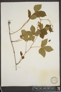 Rubus vermontanus image