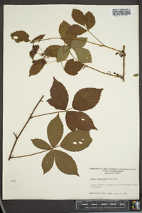 Rubus vermontanus image