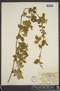 Rubus villosus image