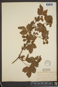 Rubus villosus image