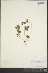 Potentilla indica image