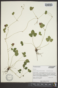 Potentilla indica image