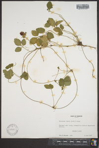 Potentilla indica image