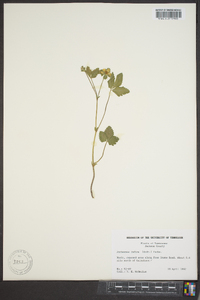 Potentilla indica image