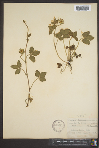 Potentilla indica image