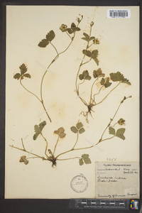 Potentilla indica image