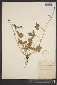 Potentilla indica image