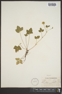 Potentilla indica image