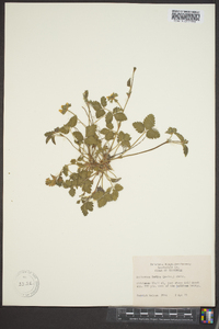 Potentilla indica image