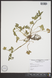 Potentilla indica image