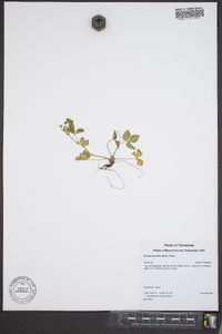 Potentilla indica image