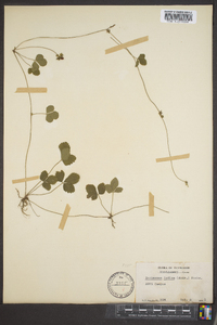 Potentilla indica image