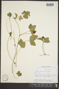 Potentilla indica image