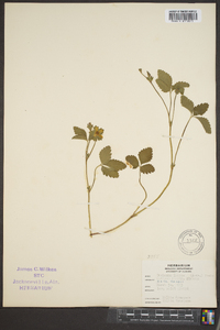 Potentilla indica image