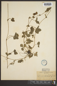 Potentilla indica image