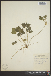 Potentilla indica image