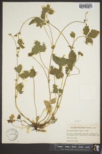 Potentilla indica image