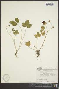 Potentilla indica image