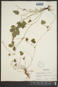 Potentilla indica image