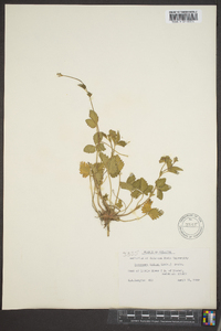 Potentilla indica image