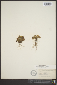 Potentilla canadensis image