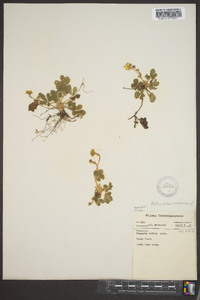 Potentilla canadensis image