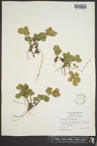 Potentilla canadensis image